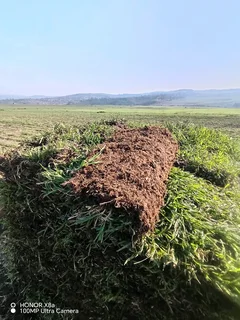 Farm fresh All Seasons Evergreen instant lawn