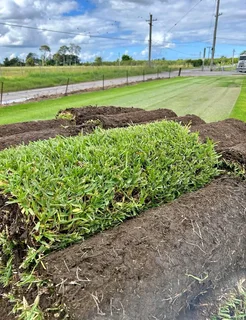 Farm fresh All Seasons Evergreen instant lawn