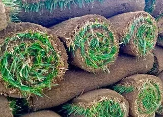 Farm fresh All Seasons Evergreen instant lawn