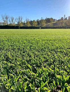 Farm fresh All Seasons Evergreen instant lawn