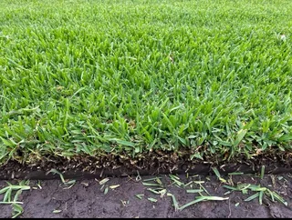 Farm fresh All Seasons Evergreen instant lawn