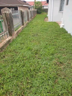 Farm fresh All Seasons Evergreen instant lawn