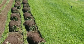 Farm fresh All Seasons Evergreen instant lawn