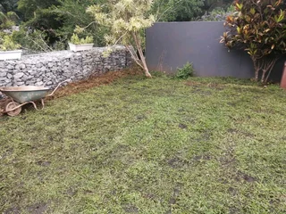 Evergreen all Seasons instant lawn grass