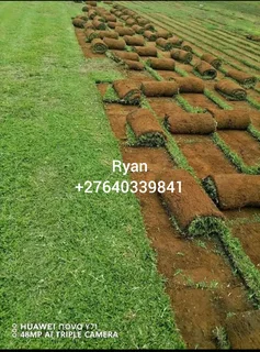 Kikuyu/Buffalo Grass