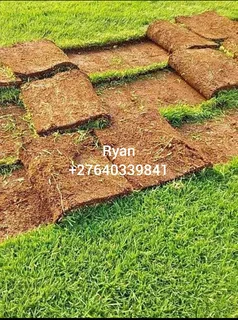 Kikuyu/Buffalo Grass