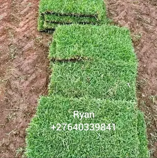 Kikuyu/Buffalo Grass