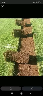 Kikuyu/Buffalo Specialist