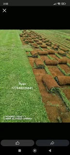 Kikuyu/Buffalo Specialist