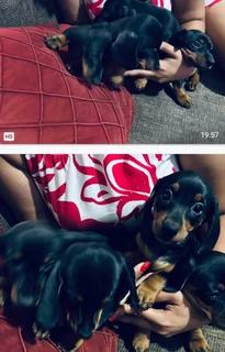 Duchshund puppies