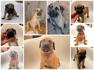 Puppies - Ad posted by Anita Whiskey