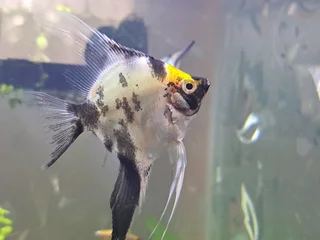 Pair of Angel Fish