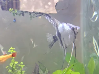 Pair of Angel Fish