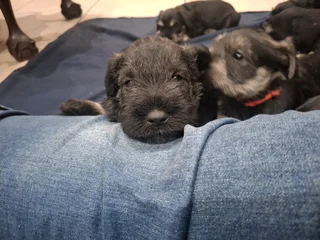 Miniature Schnauzers