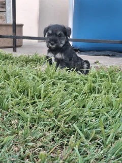 Miniature Schnauzers