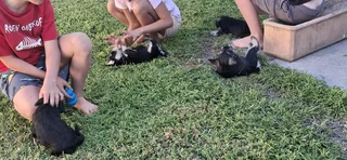 Miniature Schnauzers