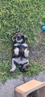 Miniature Schnauzers