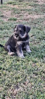 Miniature Schnauzers