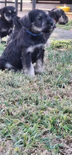 Miniature Schnauzers