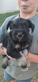 Miniature Schnauzers