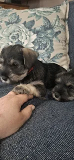 Miniature Schnauzer