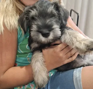 Miniature Schnauzers