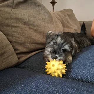 Miniature Schnauzers