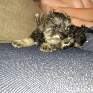 Miniature Schnauzers