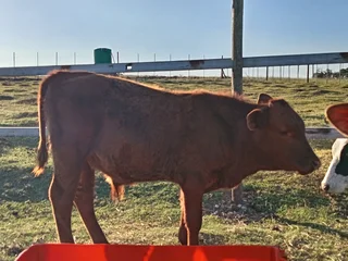 Cattle - Ad posted by sanet van vuuren