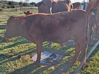 Cattle - Ad posted by sanet van vuuren