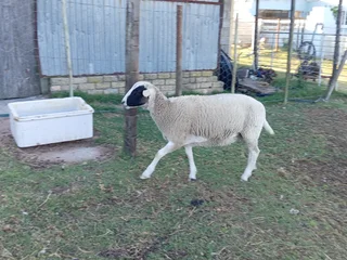 Sheep - Ad posted by sanet van vuuren