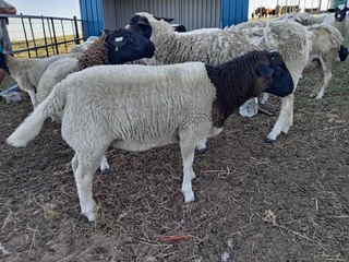 Sheep - Ad posted by sanet van vuuren