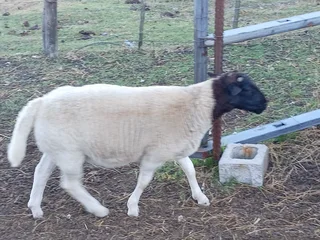 Sheep - Ad posted by sanet van vuuren