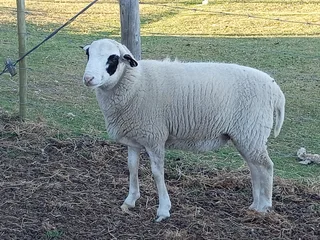 Sheep - Ad posted by sanet van vuuren