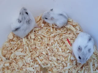 Black dwarf hamsters and white dwarfs