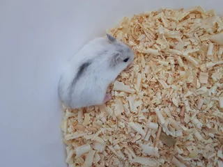 Black dwarf hamsters and white dwarfs