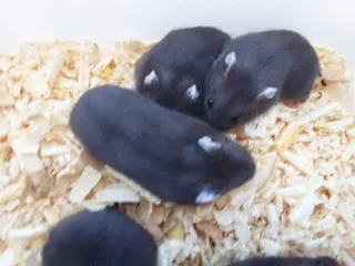 Black dwarf hamsters and white dwarfs