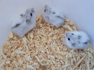 Black dwarf hamsters and white dwarfs