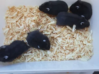 Black dwarf hamsters and white dwarfs
