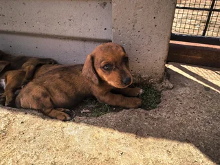 Dapple Puppies Available