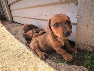 Dapple Puppies Available