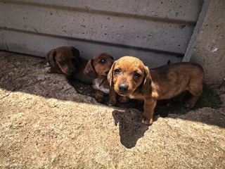Dapple Puppies Available