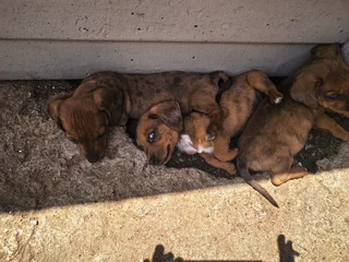 Dapple Puppies Available