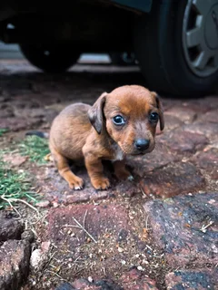 Dapple Puppies Available