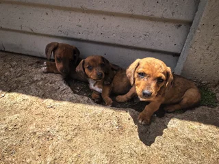 Dapple Puppies Available