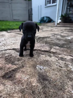 Mix breed puppies available