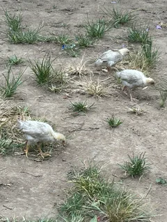 Zulu Chickens