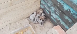 Attention Jack Russells pups