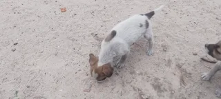 Attention Jack Russells pups