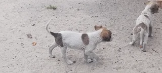Attention Jack Russells pups